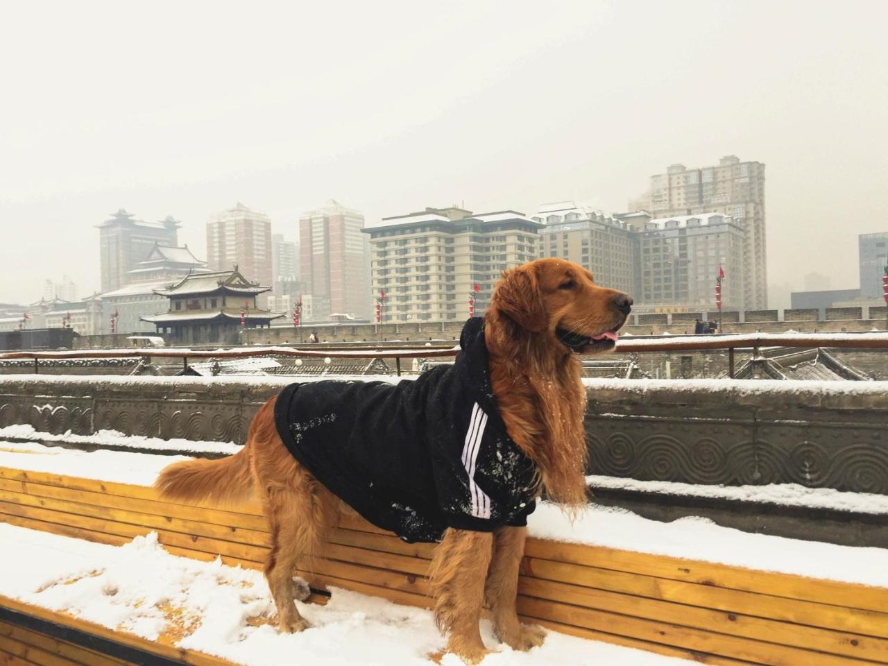 Jano'S Backpackers Xi'An Vandrerhjem Xi'an  Eksteriør bilde